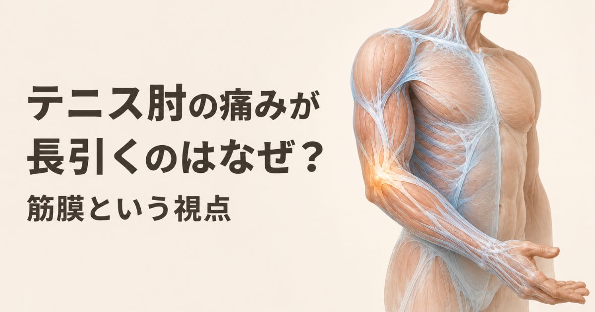 テニス肘の痛みと筋膜の関係を解説する記事のアイキャッチ画像